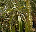 Euphorbia drupifera