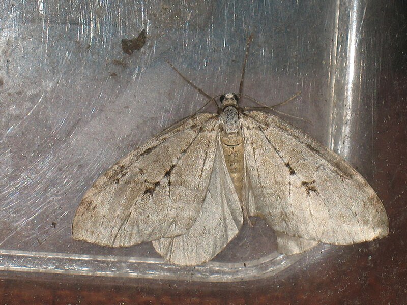 File:Epirrita autumnata - Autumnal moth - Ларенция осенняя (26069391837).jpg