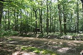 Forêt de Lespinasse (Loire) 005.jpg