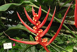 Helikonie (Heliconia angusta).jpg