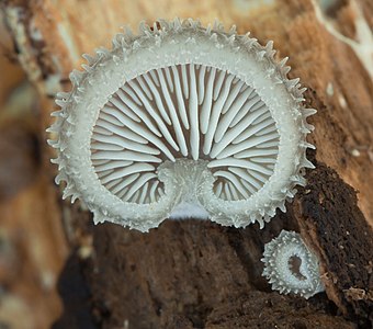 Hohenbuehelia mastrucata (Fr.) Singer 369296