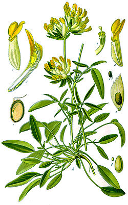 Harilik koldrohi Anthyllis vulneraria