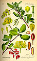 Berberis vulgaris Illustration in: Otto Wilhelm Thomé: "Flora von Deutschland, Österreich und der Schweiz", Gera (1885)