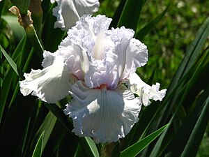 Iris 'Queen of Angels'