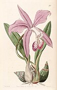 Laelia speciosa (as Laelia majalis) - Edwards vol 30 (NS 7) pl 30 (1844).jpg