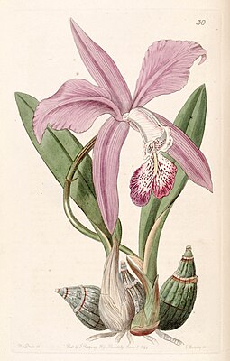 Laelia speciosa