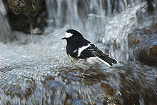 Little Forktail.jpg