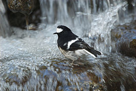 Белоножка (Enicurus scouleri)