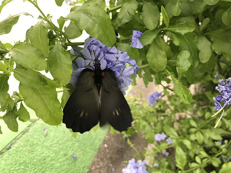 File:Papilio memnon 20190813.jpg