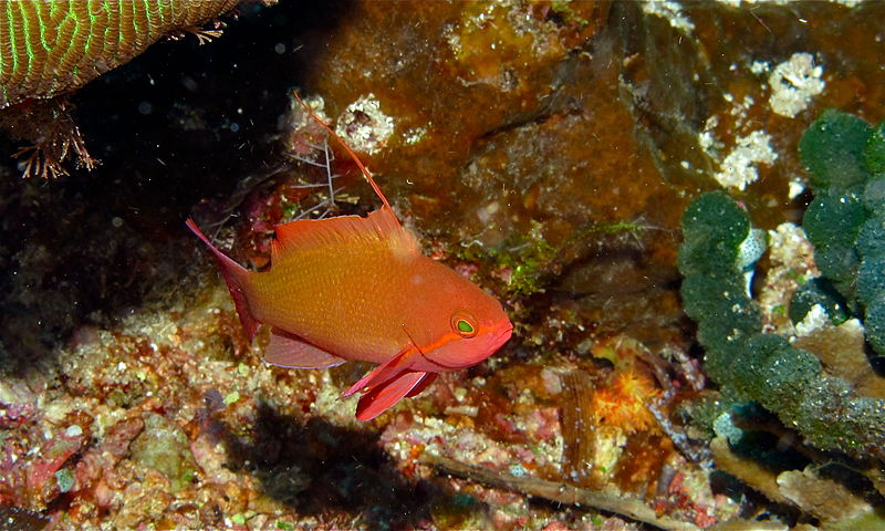 File:Sea Goldie (Pseudanthias squamipinnis) (8477536466).jpg