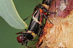 Dustria cikadelo, Eurymeloides bicincta