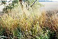 Panicum virgatum at its natural habitat