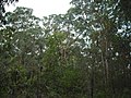 Tree canopy at Wallumatta Nature Reserve, North Ryde