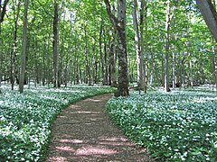 Forêt avec un tapis d'ail des ours.