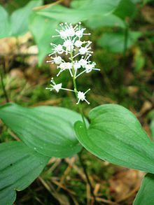 Maianthemum bifolium003.JPG