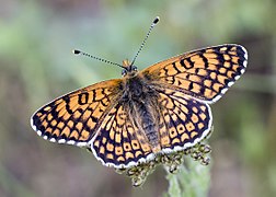 Melitaea cinxia