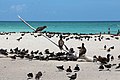 Michaelmas Cay