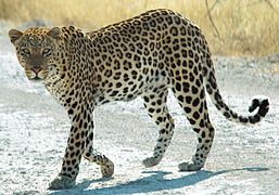 Leopard (Panthera pardus)