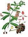 Abrus precatorius de Koehler Medicinal-Plants