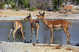 Aepyceros melampus (Impalas)