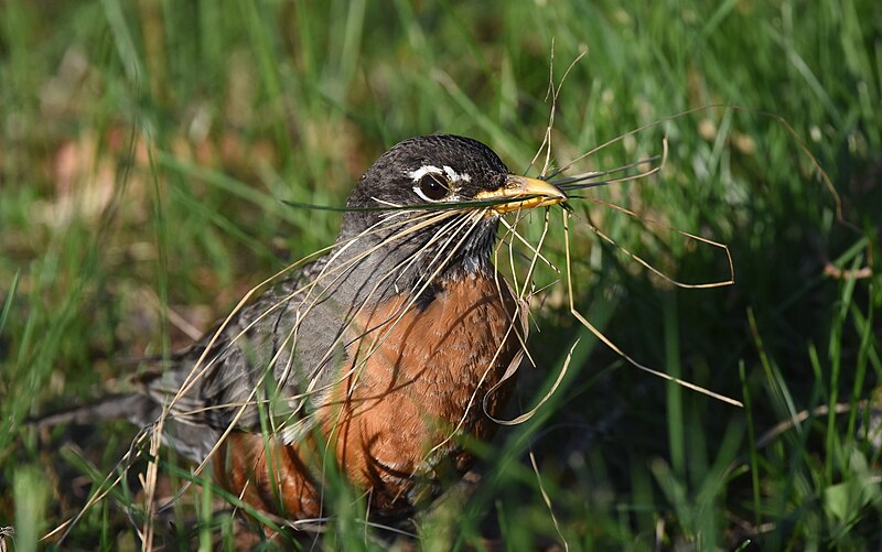 File:American Robin - 26988191737.jpg