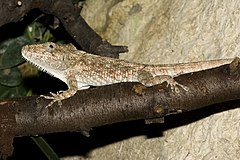 Description de l'image Anolis.barbatus.7036.jpg.