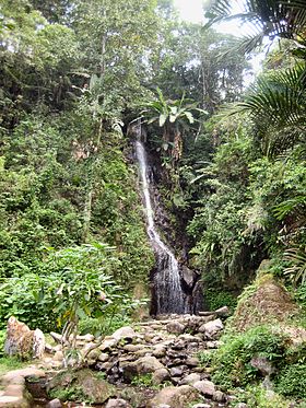 Image illustrative de l’article Jardin botanique de Cibodas