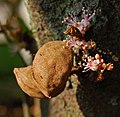 Buah katak puru dengan bunganya yang kecil