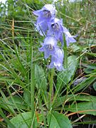 Campanula barbata