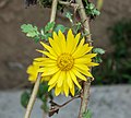 Chrysanthemum indicum