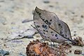 * Nomination: Close wing position of Kallima inachus (Doyère, 1840) - Orange Oakleaf puddling on rotten fruit WLB --Anitava Roy 14:59, 13 October 2024 (UTC) * * Review needed