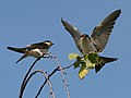 Juveniles; Rheinspitz, Vorarlberg, Austria