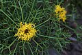 Isopogon ceratophyllus