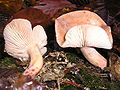 Ryzec klamný (Lactarius decipiens)