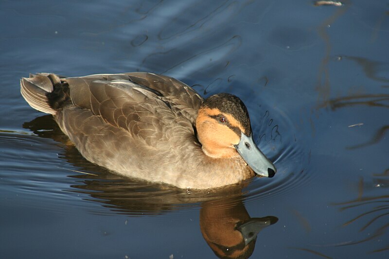 File:Philippine duck.jpg