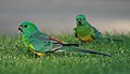 Red-rumped parrots