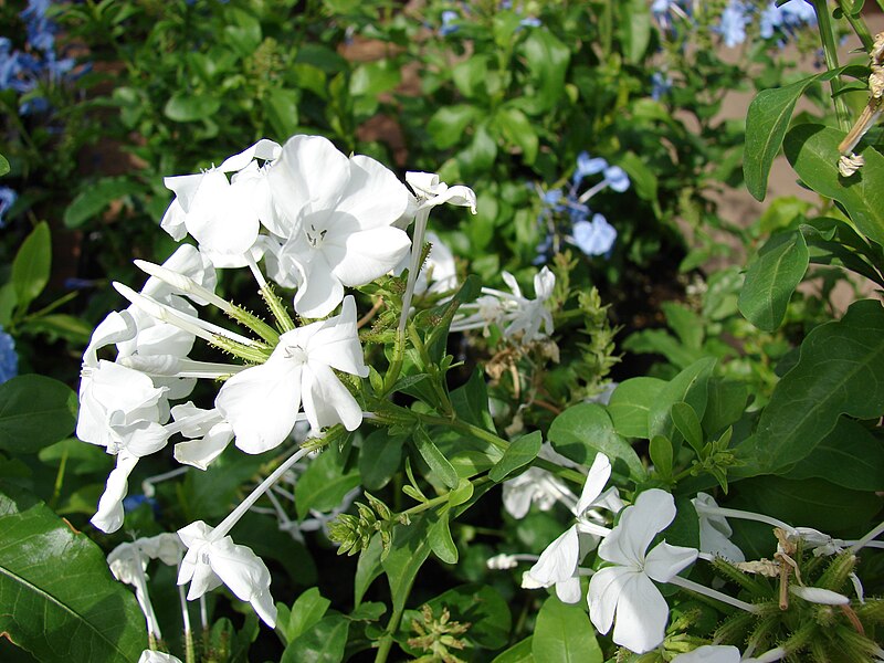 File:Starr 080117-1951 Plumbago auriculata.jpg