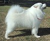 Samoyed (Siberia)