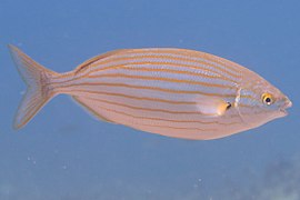 Saupe (Sarpa salpa)