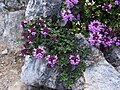 Thymus carpaticus