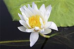 Nymphaea candida