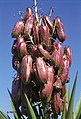 Меснате чауре врсте Yucca aloifolia