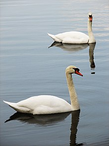 Schwäne an der Sechs-Seen-Platte