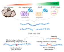 MEGANUCLEASE-ZFN-TALEN-CRISPR-text-to-path.svg