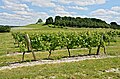 * Nomination: SW hill slope and vineyard, Mainfonds,Charente, France. --JLPC 17:32, 18 August 2013 (UTC) * * Review needed