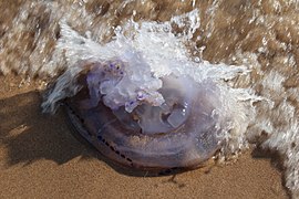 Medusa à deriva à beira-mar na Praia de Xeraco (Valência) - 1.jpg