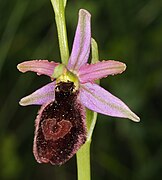 Ophrys × benacensis Ophrys × flavicans