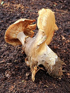 Clitocybe nebularis (Clouded Agaric)