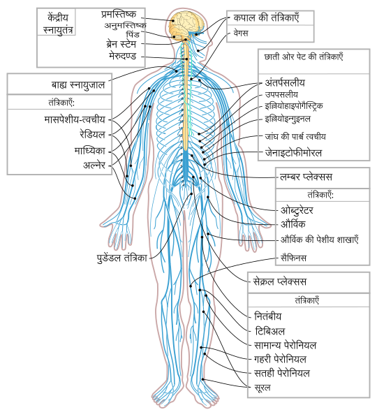 File:Nervous system diagram-hi.svg