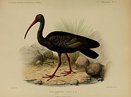 Didysis ibis (Thaumatibis gigantea )